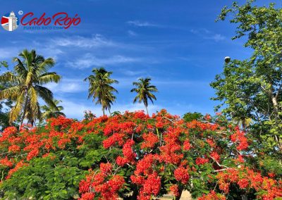 Flamboyan Tree in Cabo Rojo, Puerto Rico